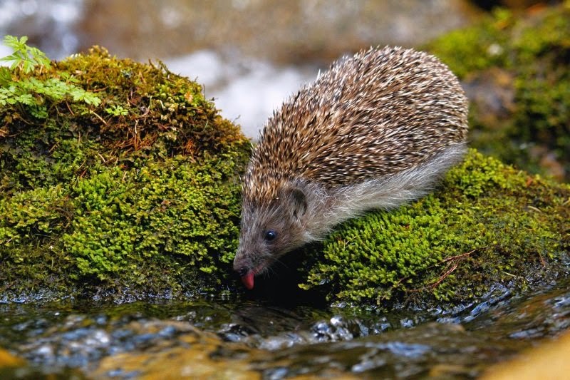 Οι σκαντζόχοιροι, μας... διδάσκουν!!!